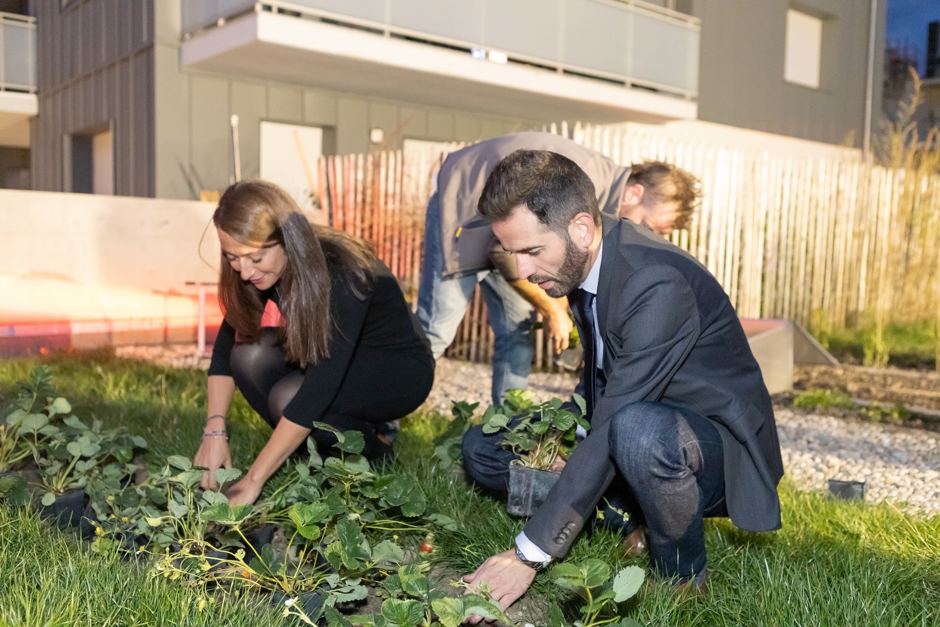 Plantation des fraisiers sur le toit pour l'inauguration des résidences Bouygues Immobilier