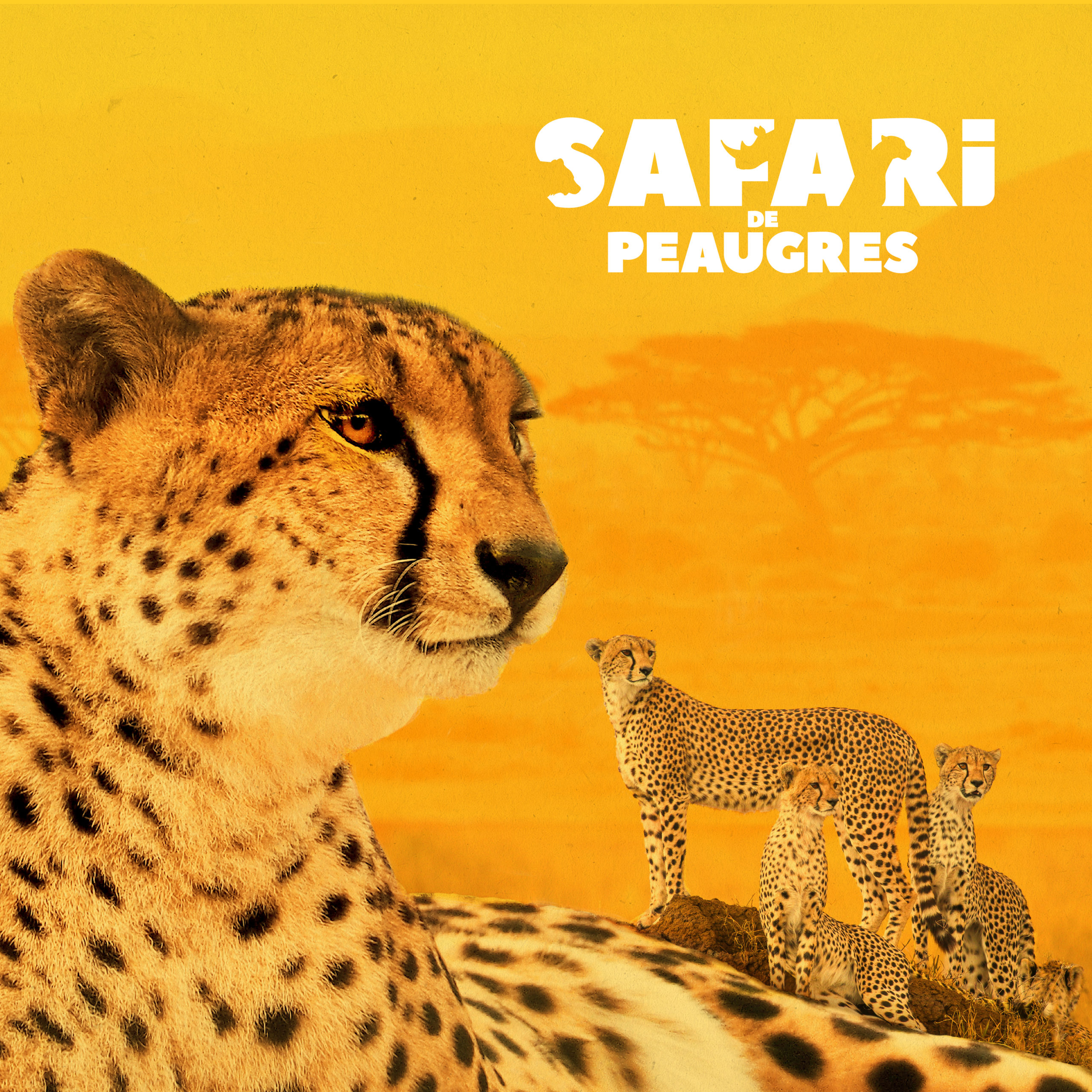 safari peaugres video